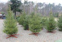Prawie 6 tys. choinek oferują nadleśnictwa z okazji Świąt. Jodły, świerki i sosny choinki