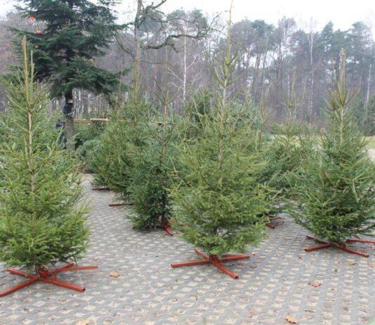 Prawie 6 tys. choinek oferują nadleśnictwa z okazji Świąt. Jodły, świerki i sosny choinki