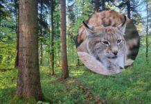 Rysi Las do wycinki? Lasy Państwowe: „Prace nie będą prowadzone do rozstrzygnięcia sporu”