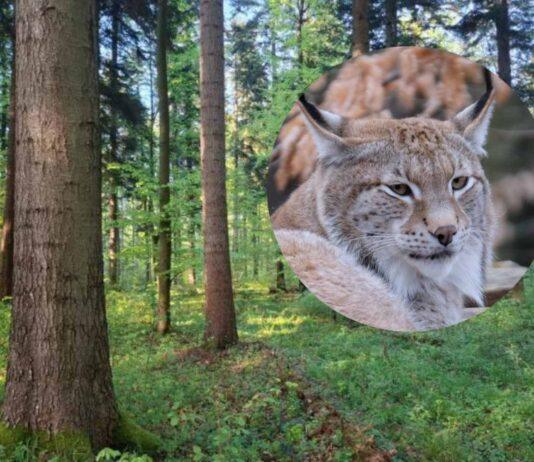 Rysi Las do wycinki? Lasy Państwowe: „Prace nie będą prowadzone do rozstrzygnięcia sporu”