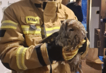 Nietypowy gość na samym dnie komina. Strażacy uratowali uwięzioną sowę