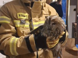 Nietypowy gość na samym dnie komina. Strażacy uratowali uwięzioną sowę