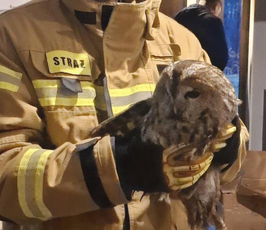 Nietypowy gość na samym dnie komina. Strażacy uratowali uwięzioną sowę