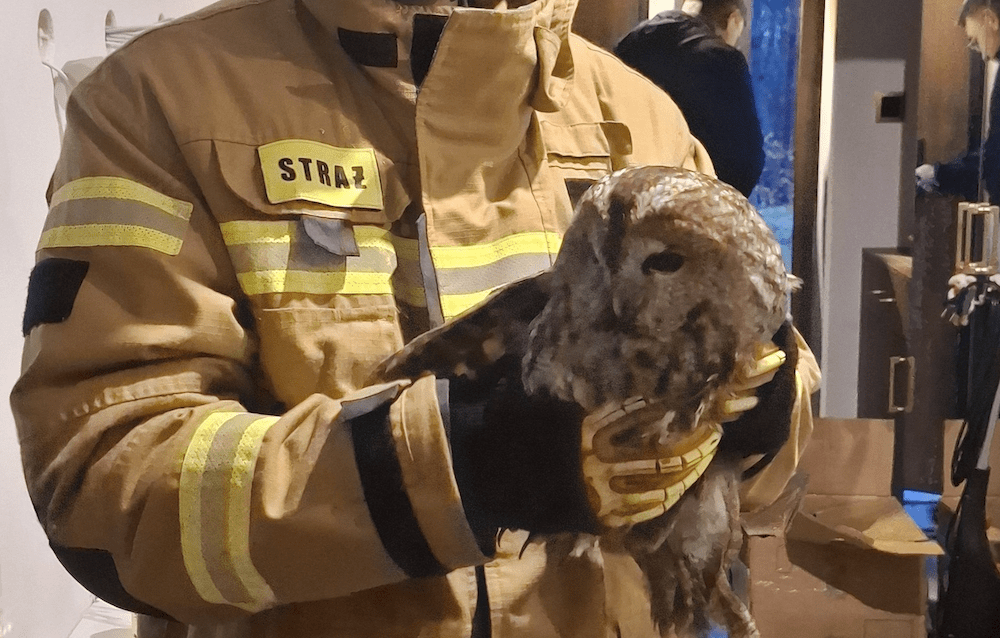 Nietypowy gość na samym dnie komina. Strażacy uratowali uwięzioną sowę