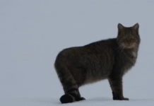 żbik nadleśnictwo baligród podkarpacie