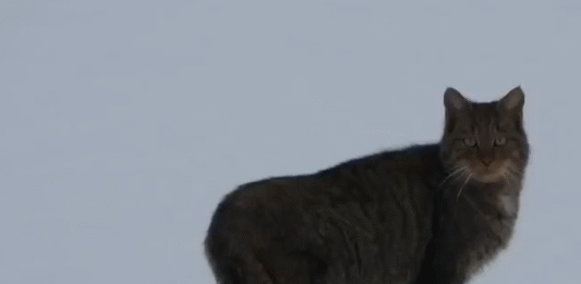 żbik nadleśnictwo baligród podkarpacie