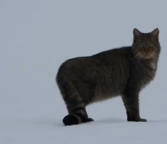 żbik nadleśnictwo baligród podkarpacie