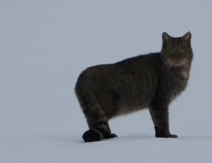 żbik nadleśnictwo baligród podkarpacie