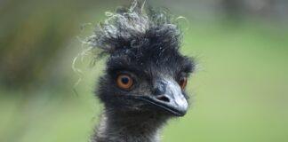 emu