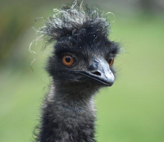 emu