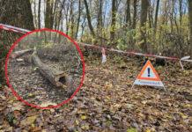 Wycinka drzew na Lisiej Górze dzieli Rzeszów? Mieszkańcy protestowali, zapowiedziano kolejne prace