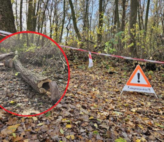 Wycinka drzew na Lisiej Górze dzieli Rzeszów? Mieszkańcy protestowali, zapowiedziano kolejne prace