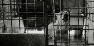 duży pies w schronisku