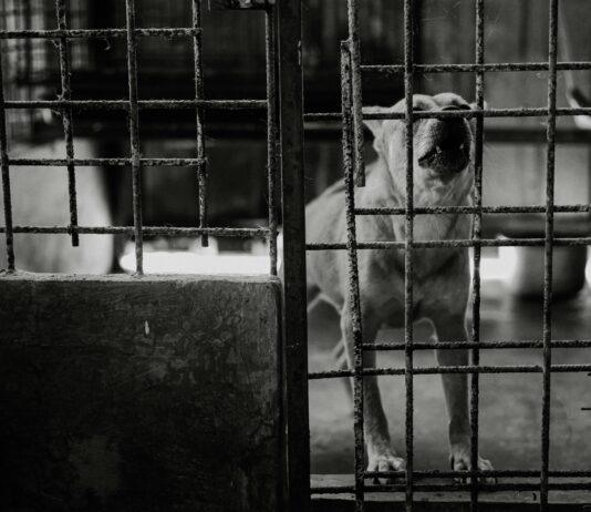 Kontrole schronisk w Polsce. W podkarpackiej placówce stwierdzono nieprawidłowości duży pies w schronisku