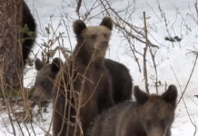 niedźwiadki przebudzenie styczeń 2026