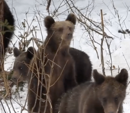 Nieplanowana pobudka w Bieszczadach. “Lunatykujące” niedźwiadki hitem sieci niedźwiadki przebudzenie styczeń 2026