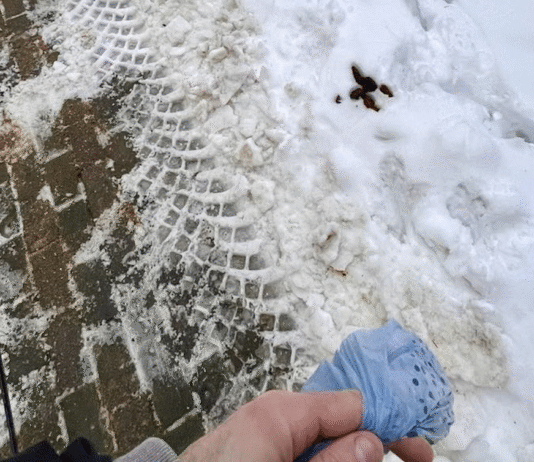 Rzeszów tonie w psich odchodach? Mieszkańcom puszczają nerwy na widok „Przebiśniegów”