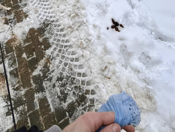 psie-kupy-rzeszow-poziom