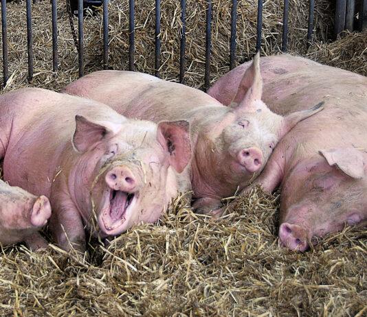 ASF na Podkarpaciu. Wojewoda wydała pilne rozporządzenie. Zakazy, strefa zakażona i wojsko w akcji