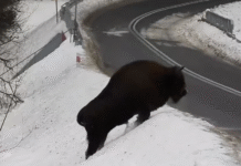 żubr bieszczady Nadleśnictwo Baligród