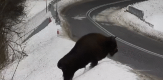 żubr bieszczady Nadleśnictwo Baligród