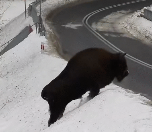żubr bieszczady Nadleśnictwo Baligród