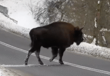 Czy Bieszczady stają się za ciasne? Leśnicy sprawdzili stan stad żubrów żubr Nadleśnictwo Baligród