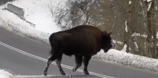 żubr Nadleśnictwo Baligród