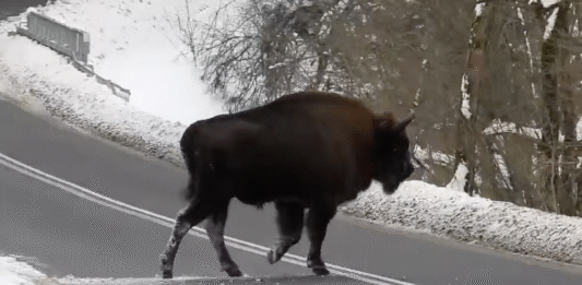 żubr Nadleśnictwo Baligród