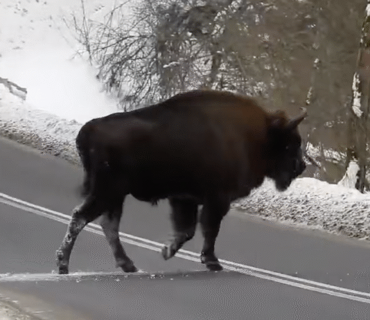 Czy Bieszczady stają się za ciasne? Leśnicy sprawdzili stan stad żubrów żubr Nadleśnictwo Baligród