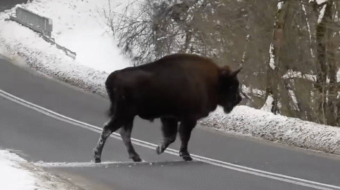 zubr-duzy-film-02 żubr Nadleśnictwo Baligród