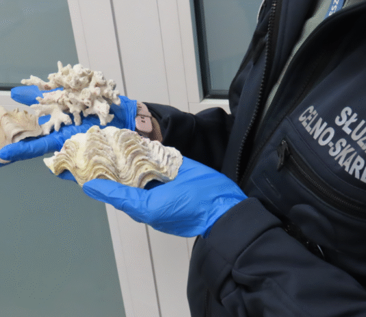 Fragment rafy koralowej w bagażu. Turysta zatrzymany w Jasionce