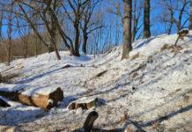 Koniec prac na Lisiej Górze w Rzeszowie. Sędziwe dęby odsłonięte, RDOŚ pokazuje efekty