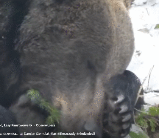 niedźwiedź