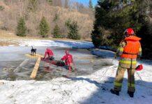 Dramatyczna akcja na stawie. Strażacy ratowali psa z lodowej pułapki pies na lodzie