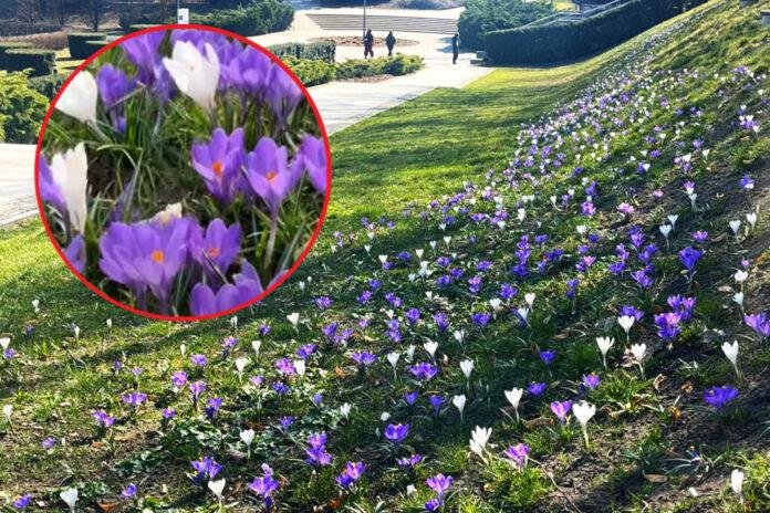 kwiaty-rzeszow-wiosna2026-1