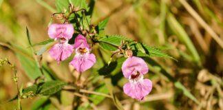 niecierpek gruczołowaty