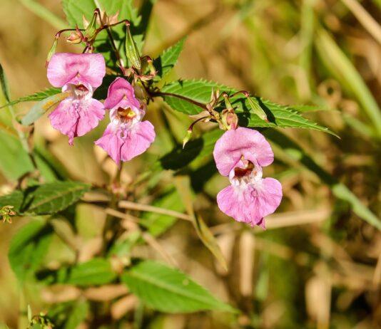 niecierpek gruczołowaty