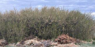 dzikie wysypisko śmieci