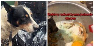 znęcanie się nad psem