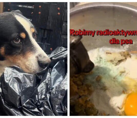 znęcanie się nad psem