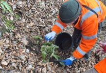 Chroniona paproć stanęła na drodze ciężkiego sprzętu na budowie obwodnicy języcznik zwyczajny