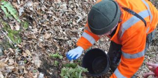 języcznik zwyczajny