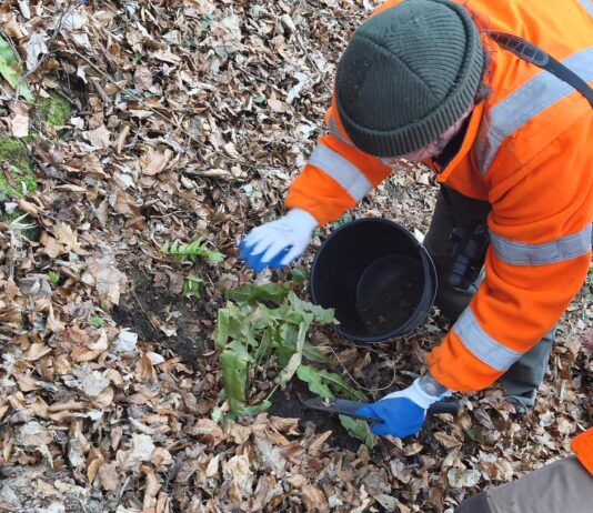 Chroniona paproć stanęła na drodze ciężkiego sprzętu na budowie obwodnicy języcznik zwyczajny