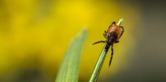 kleszcze afrykańskie