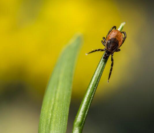 kleszcze afrykańskie
