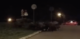 dziki w centrum rzeszowa