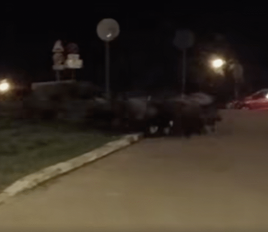 dziki w centrum rzeszowa