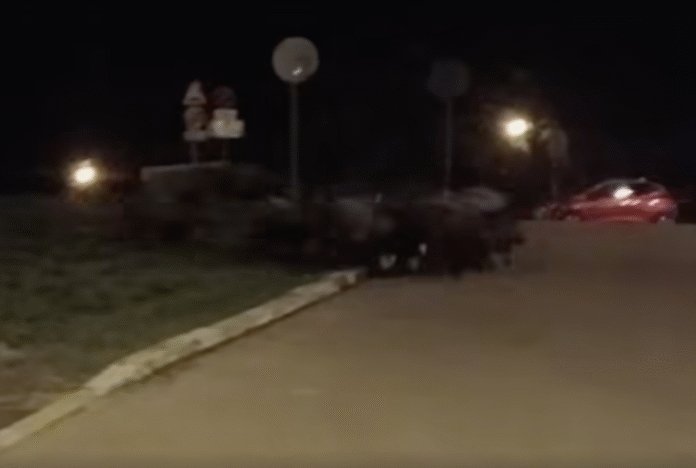 dziki w centrum rzeszowa