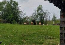 Niedźwiedź dostrzeżony blisko Rzeszowa. Gminy reagują błyskawicznie